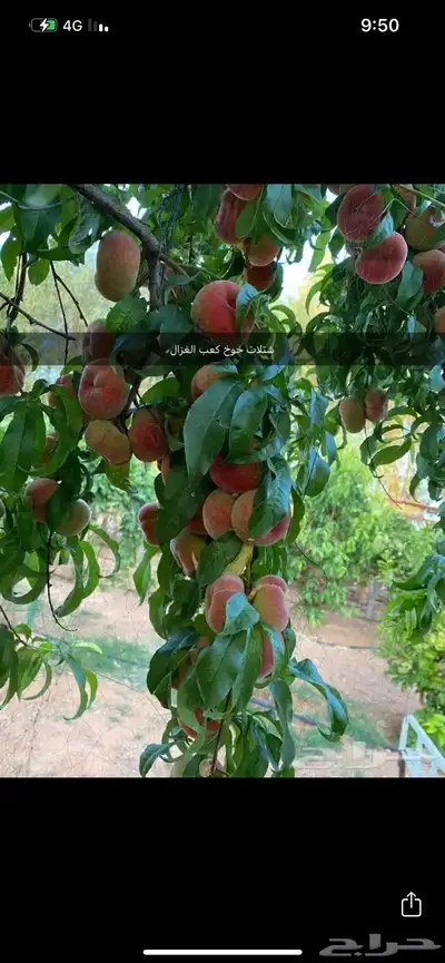 شتلات خوخ انواع كثيره 2