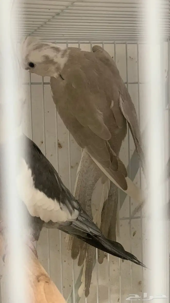 انثى كروان وايت فيس 5