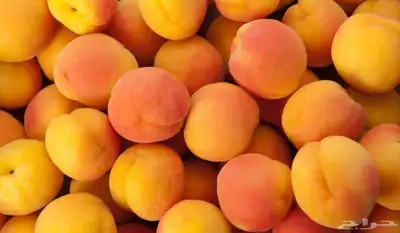 شتلات من افخم انواع المشمش 3