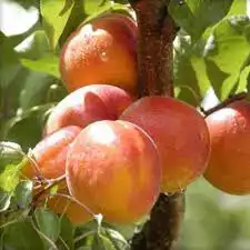 شتلات من افخم انواع المشمش 2