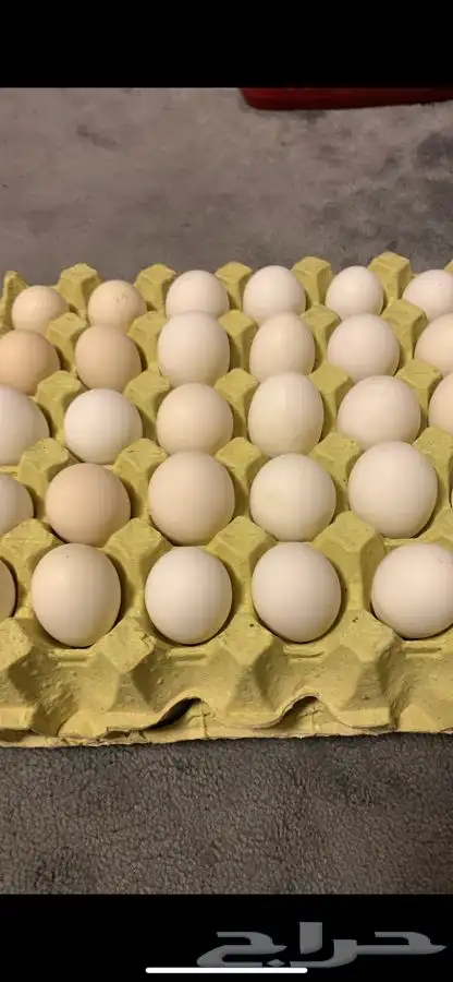 بيض دجاج فرنسي احمر بيور 1