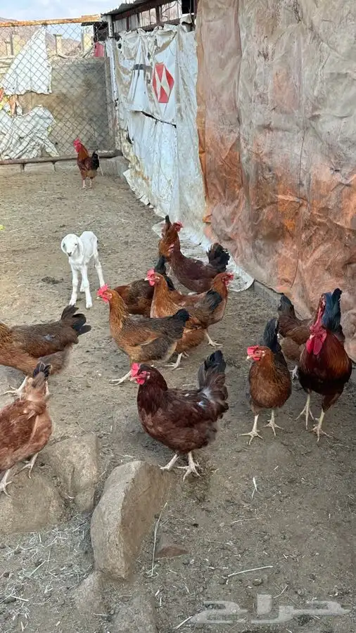 بيض دجاج فرنسي احمر بيور 15