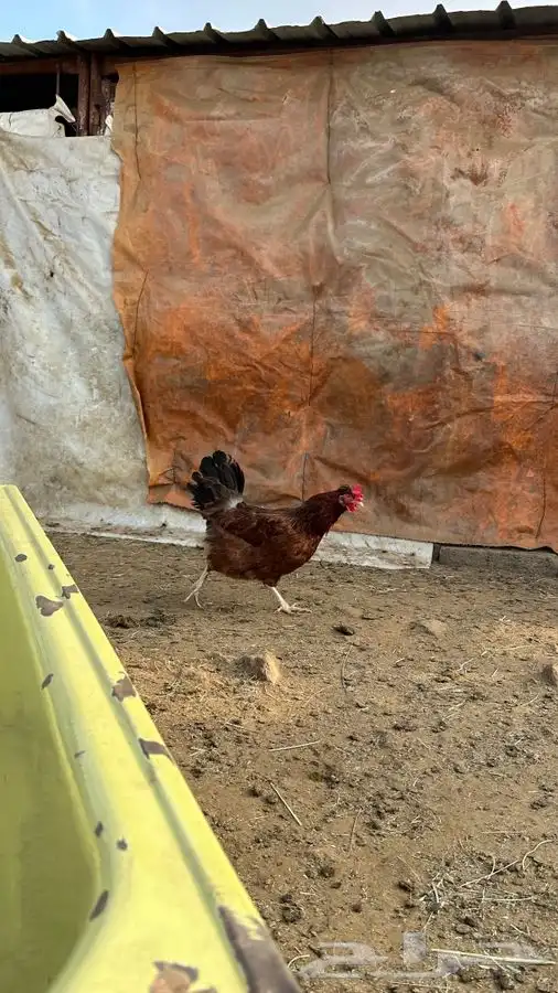 بيض دجاج فرنسي احمر بيور 6