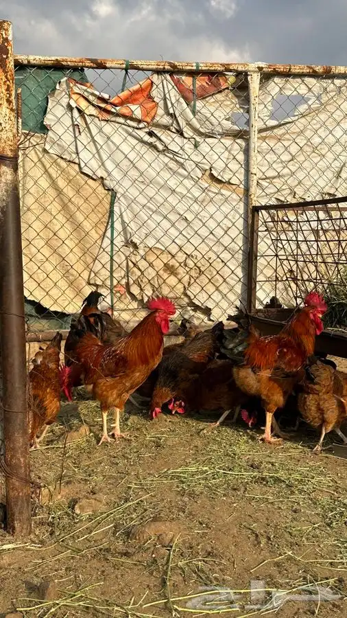 بيض دجاج فرنسي احمر بيور 3