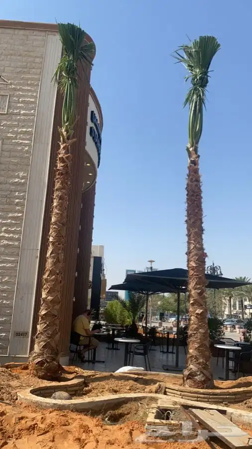 نخل واشنطني زينه 1