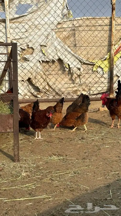 بيض دجاج فرنسي احمر بيور 9