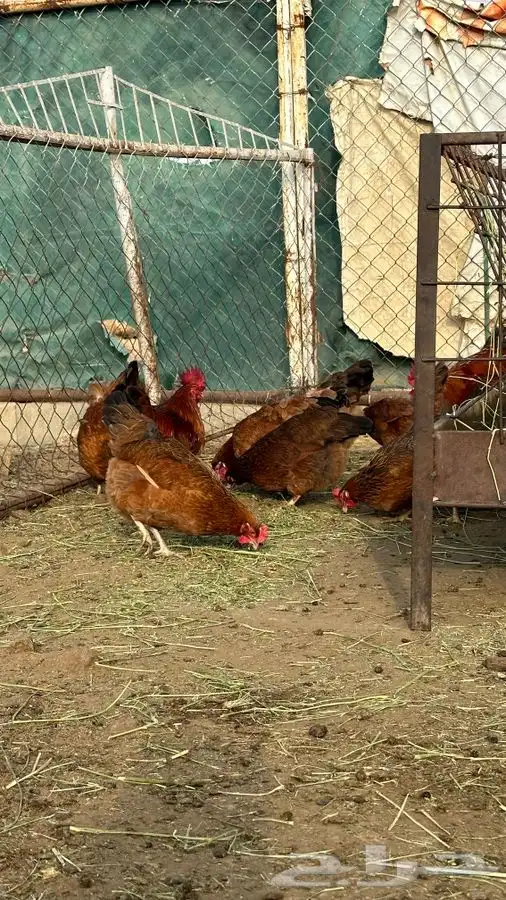 بيض دجاج فرنسي احمر بيور 8