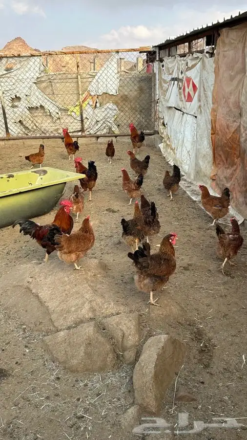 بيض دجاج فرنسي احمر بيور 12