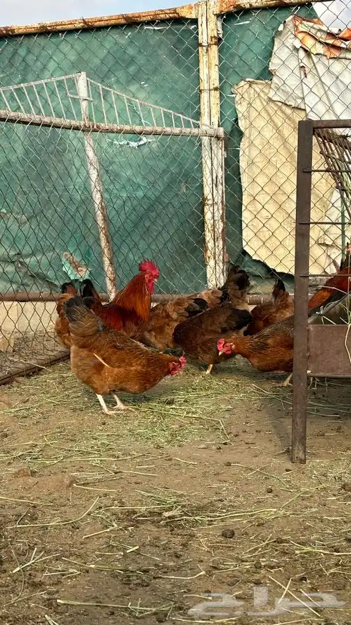 بيض دجاج فرنسي احمر بيور 7