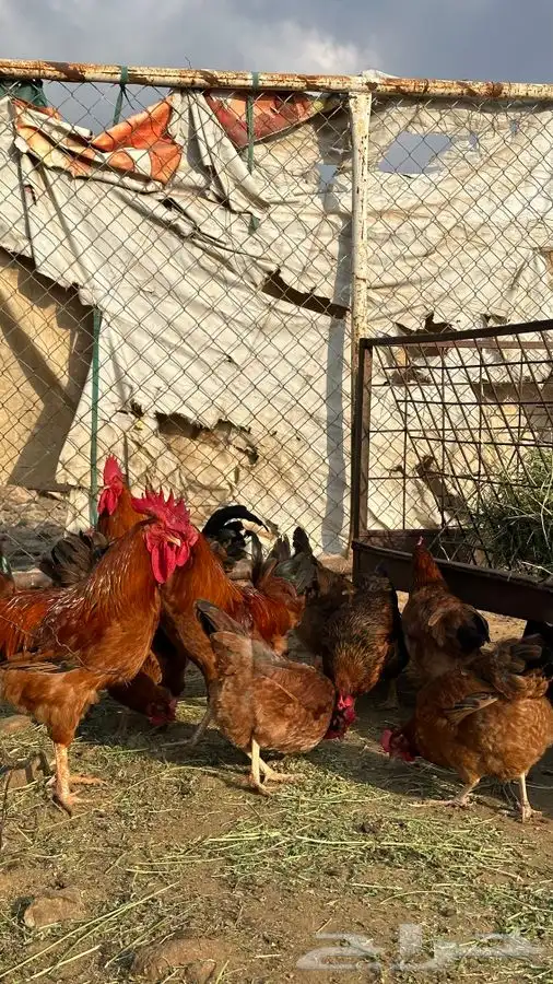 بيض دجاج فرنسي احمر بيور 2