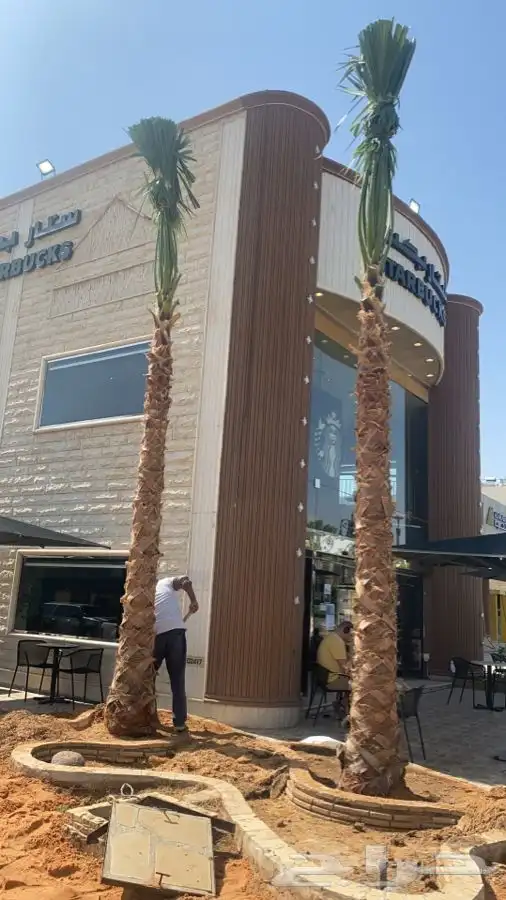 نخل واشنطني زينه 2