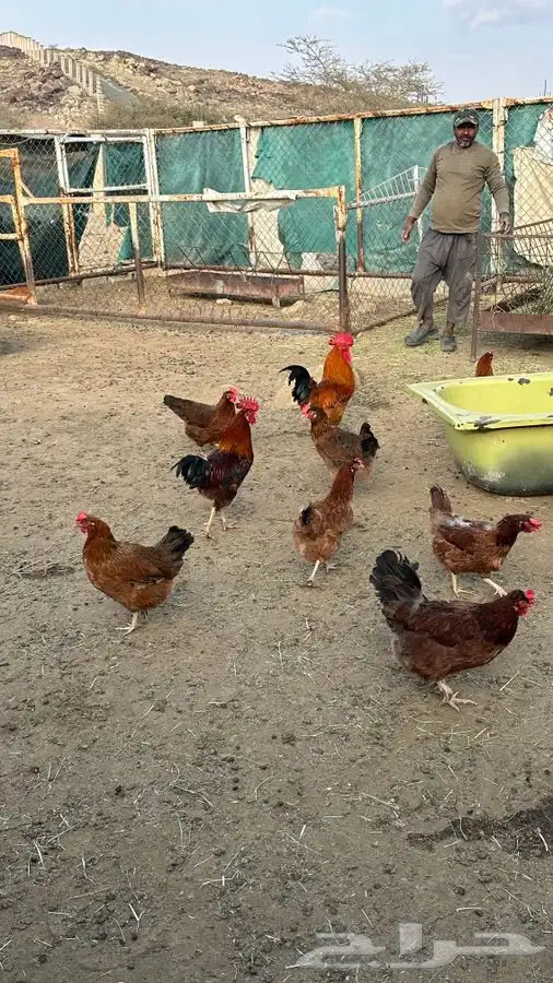 بيض دجاج فرنسي احمر بيور 13