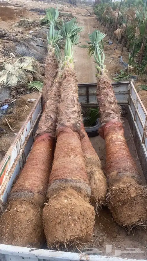 نخل واشنطني زينه 3