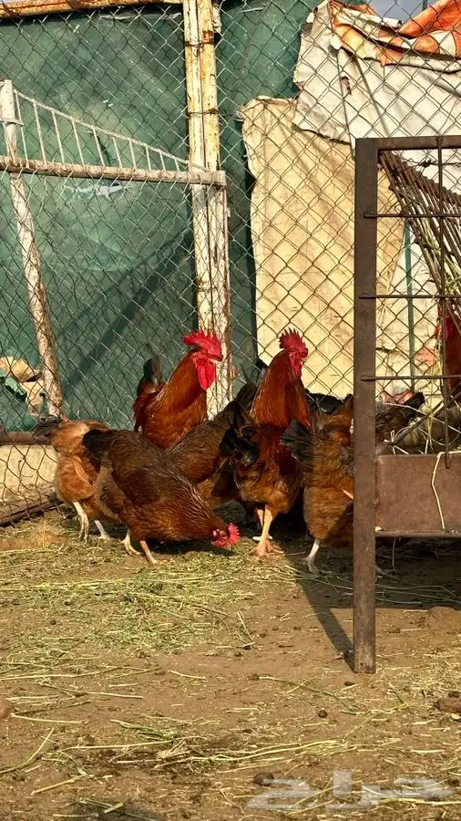 بيض دجاج فرنسي احمر بيور 5