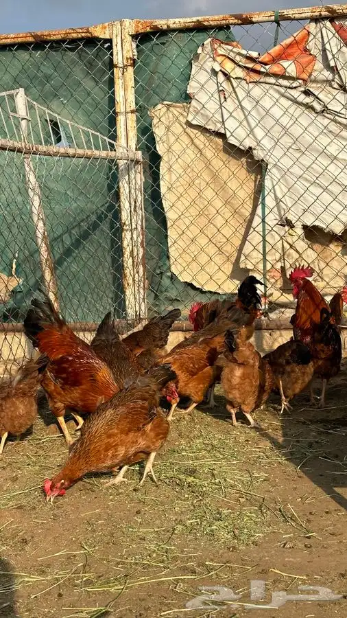 بيض دجاج فرنسي احمر بيور 4