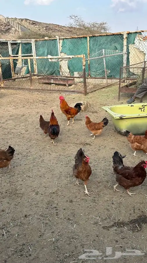 بيض دجاج فرنسي احمر بيور 11