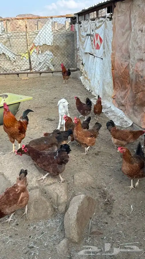 بيض دجاج فرنسي احمر بيور 14