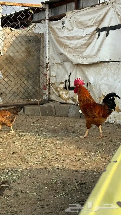 بيض دجاج فرنسي احمر بيور 10