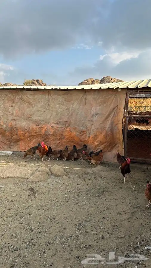 بيض دجاج فرنسي احمر بيور 16