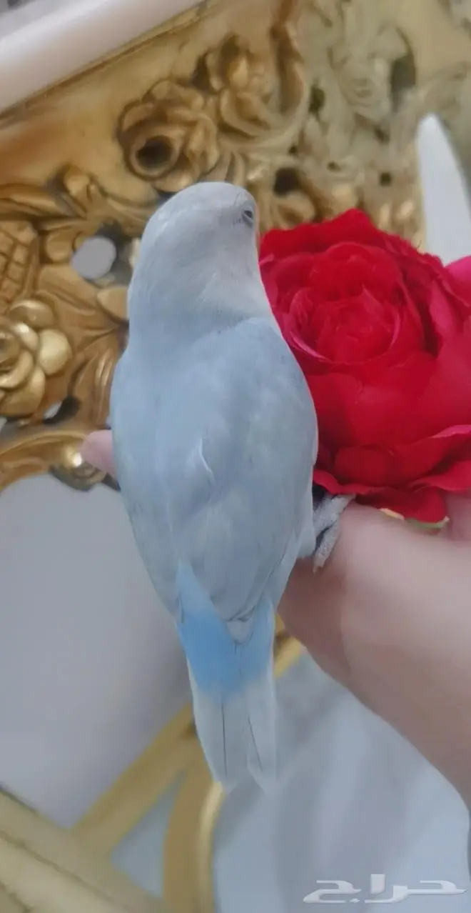 للبيع ببغاء الروز اليف جدأ 7