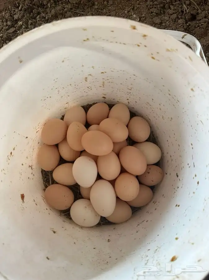 بيض دجاج فرنسي احمر بيور 0