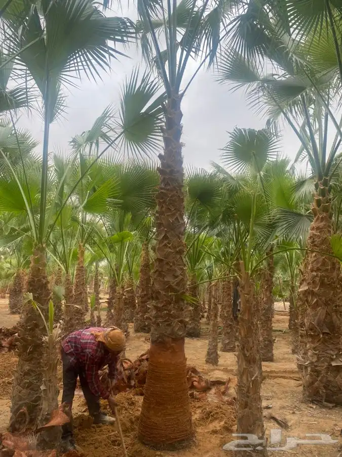 نخل واشنطني زينه 4