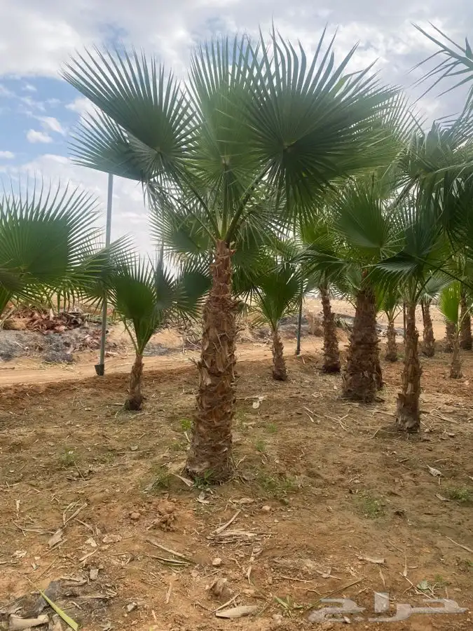 نخل واشنطني زينه 15