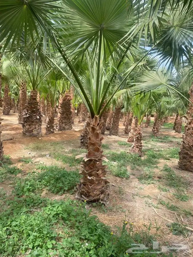 نخل واشنطني زينه 6