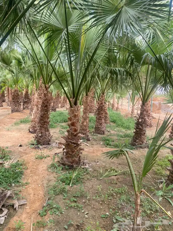 نخل واشنطني زينه 10