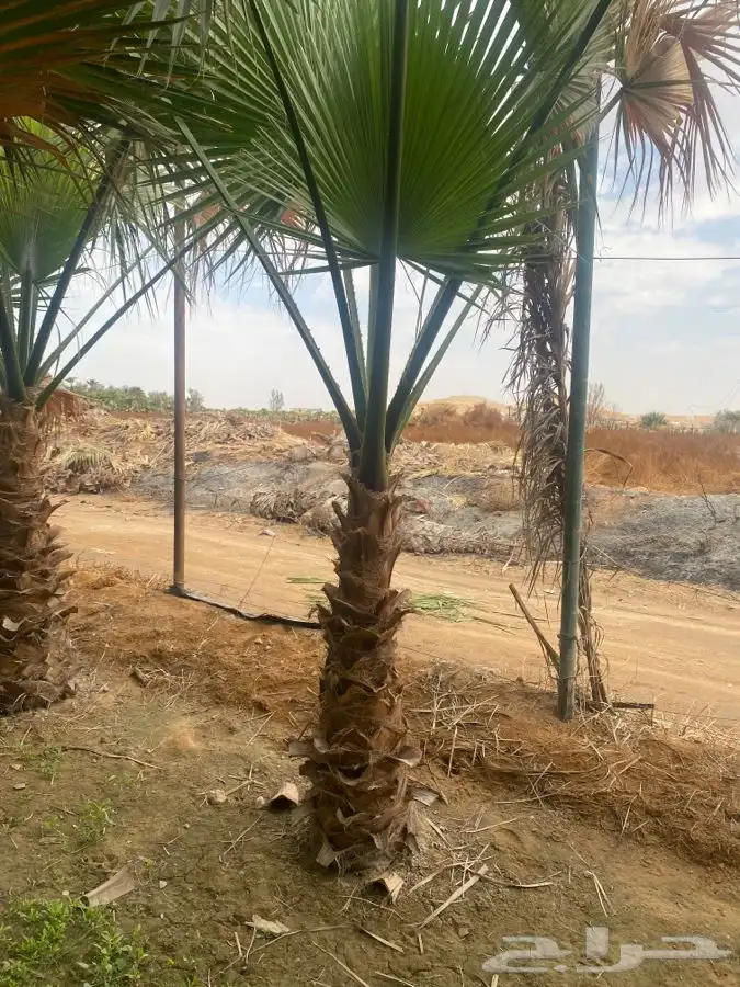 نخل واشنطني زينه 11