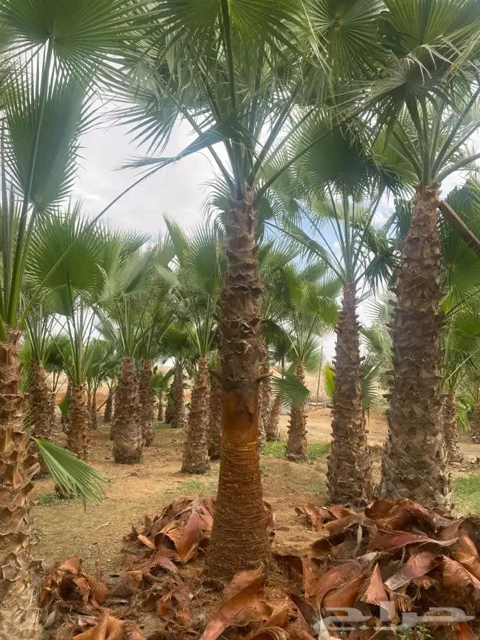 نخل واشنطني زينه 14