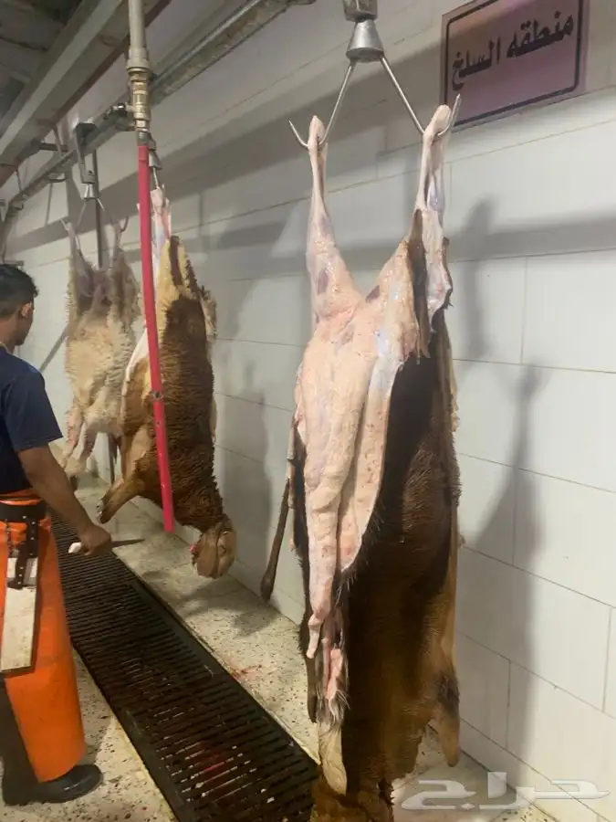 ذبايح طيبه مقفله لحم وشحم 8