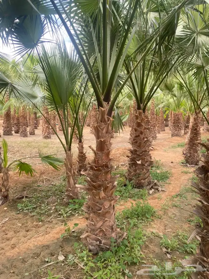 نخل واشنطني زينه 12