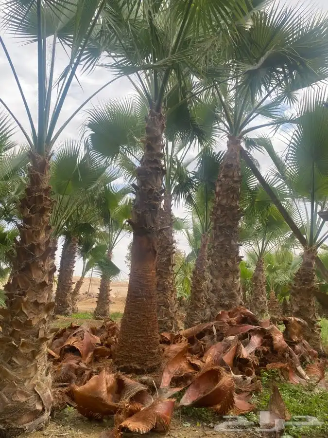 نخل واشنطني زينه 17