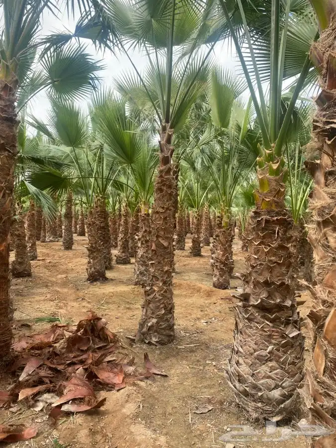 نخل واشنطني زينه 18