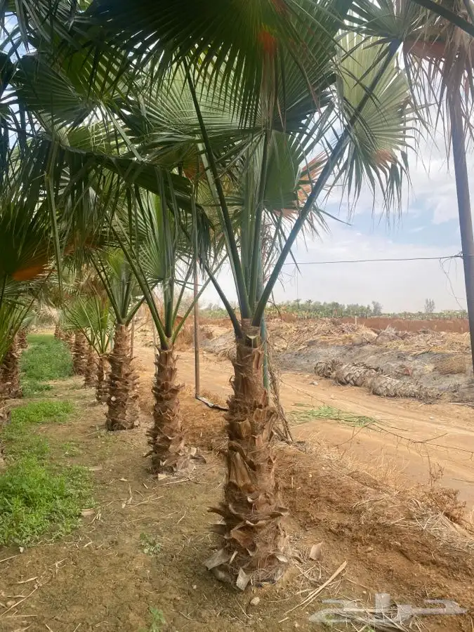 نخل واشنطني زينه 13