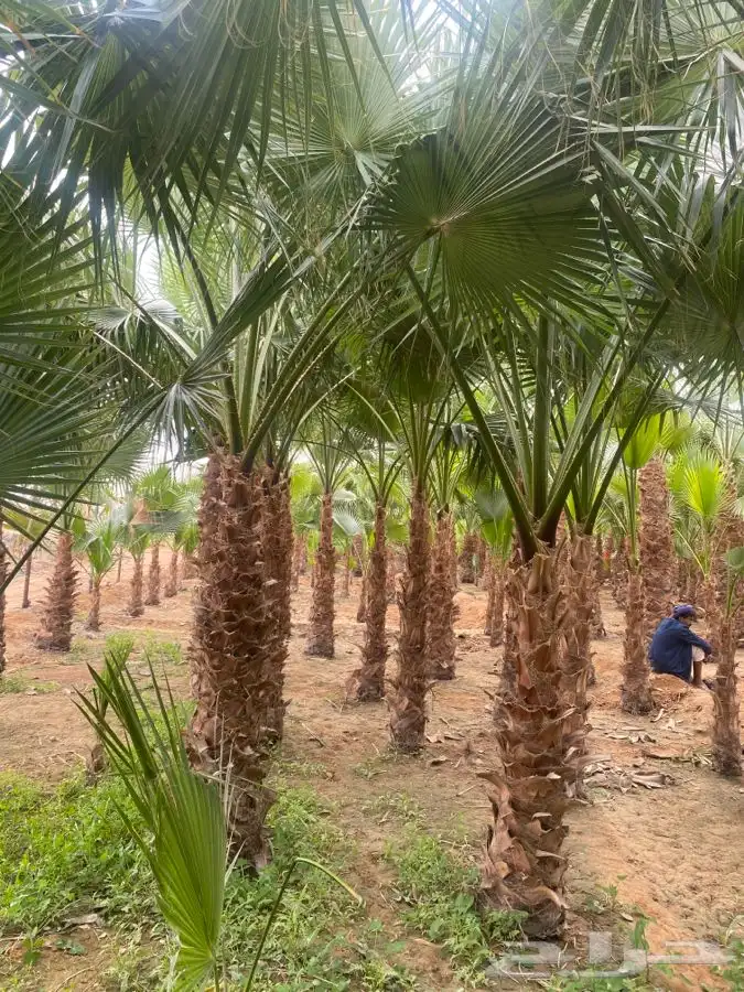 نخل واشنطني زينه 7