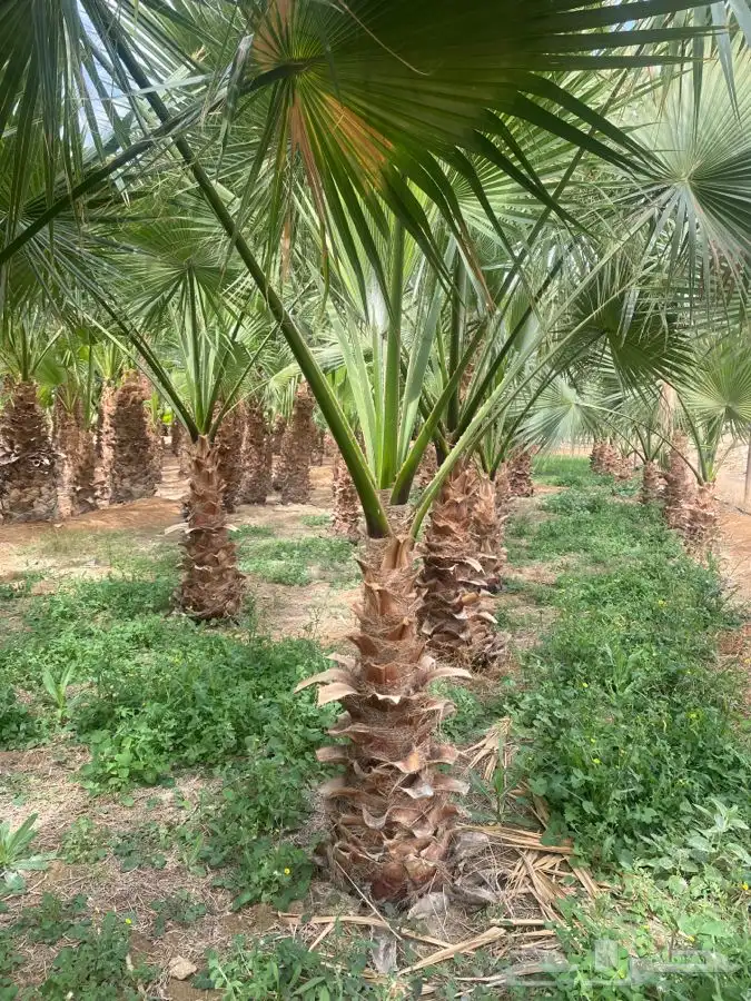 نخل واشنطني زينه 8