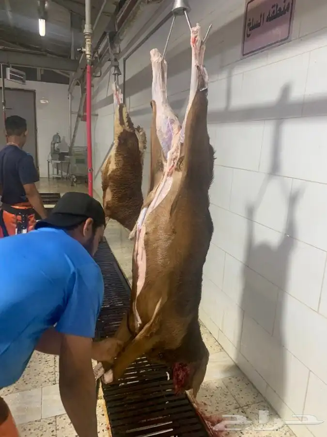 ذبايح طيبه مقفله لحم وشحم 9