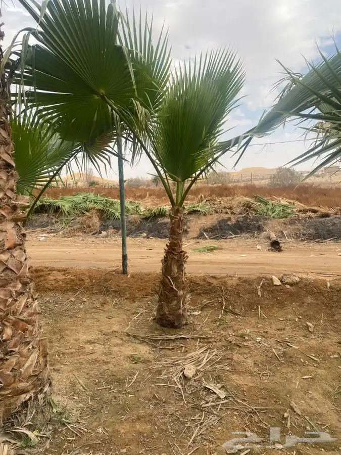 نخل واشنطني زينه 16