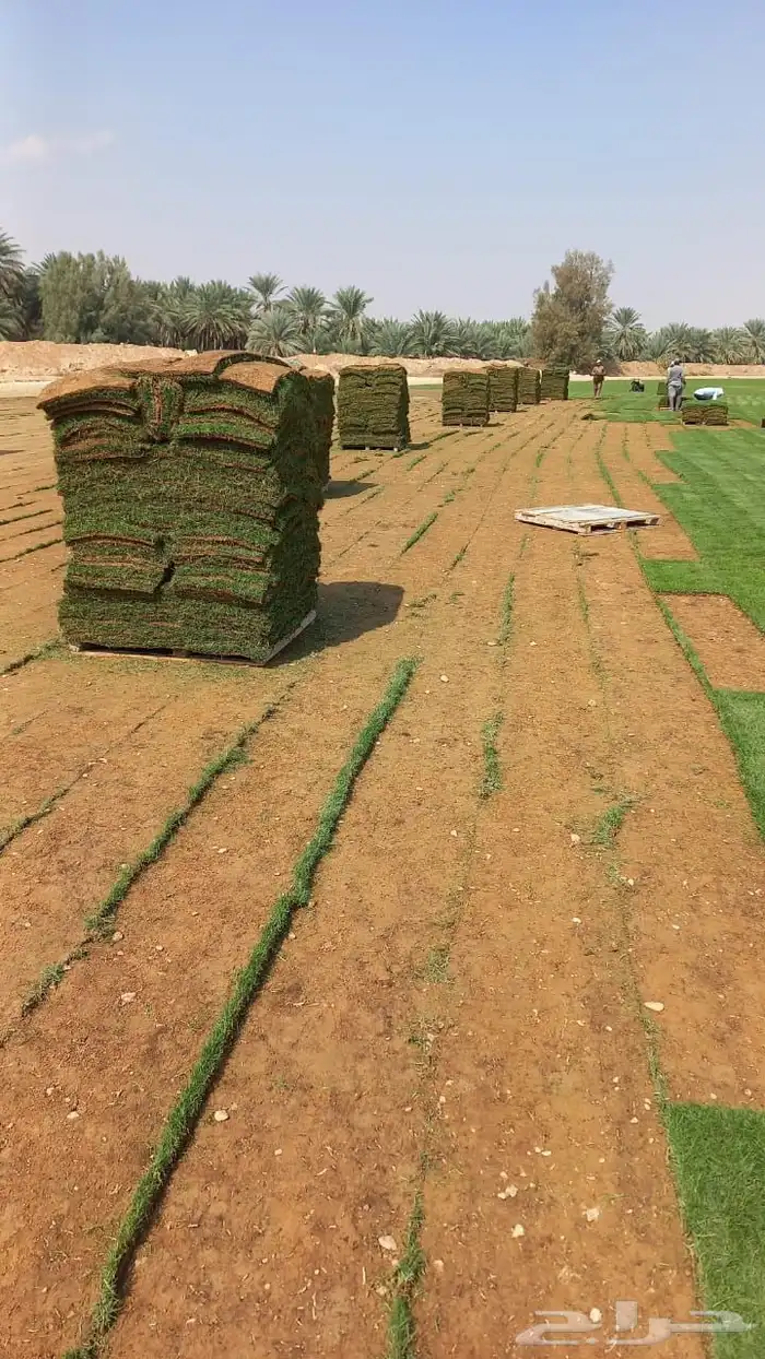 ثيل cl2000 الخرج نخل وشنطونيه 79