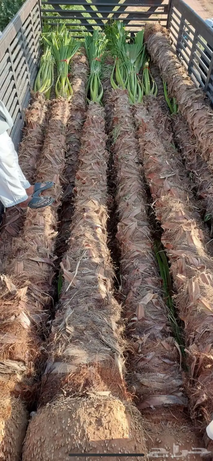ثيل cl2000 الخرج نخل وشنطونيه 72