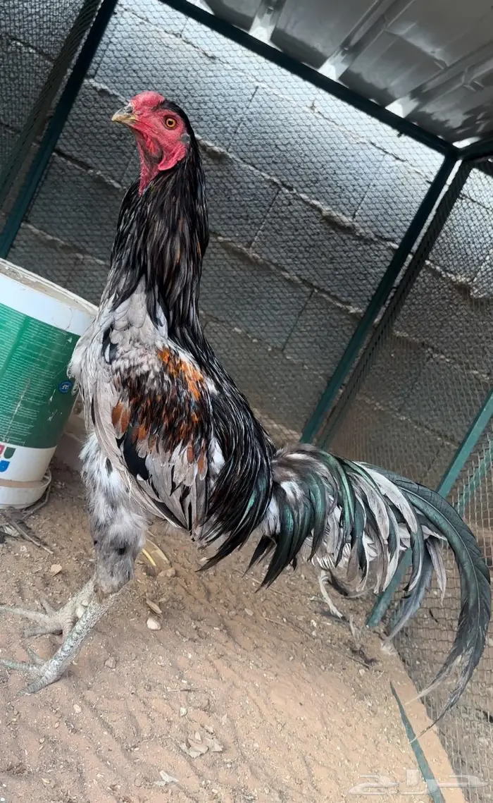 طقم يوكو 0