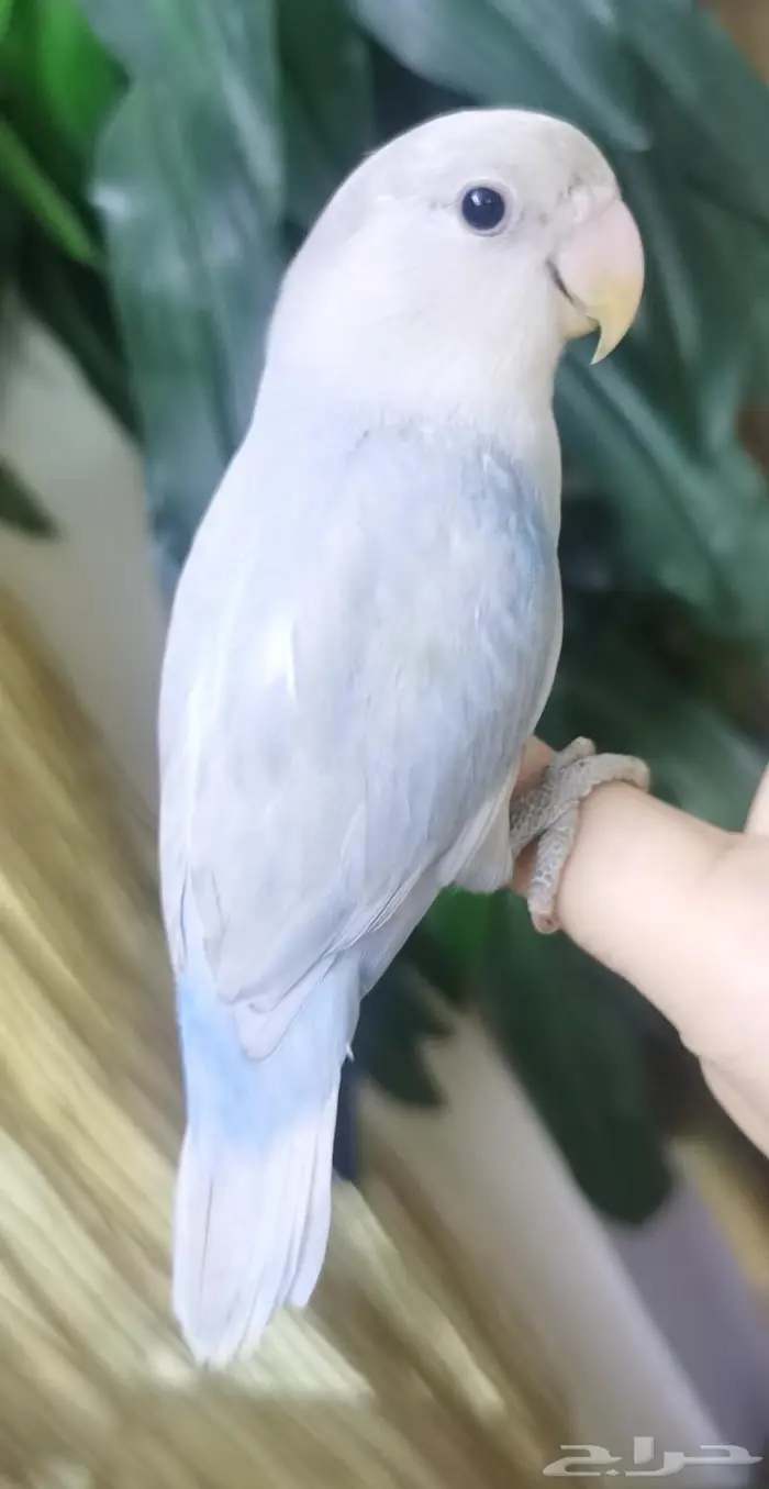 للبيع ببغاء الروز اليف جدأ 11