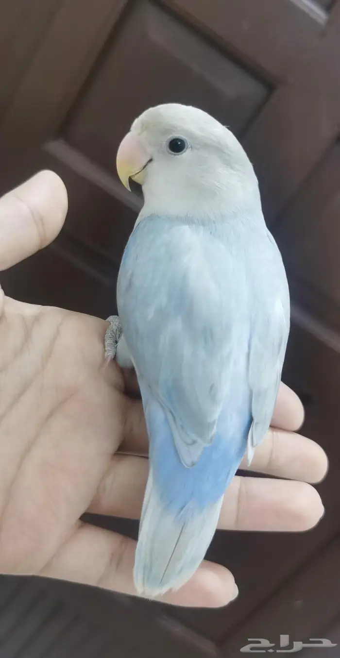 للبيع ببغاء الروز اليف جدأ 12