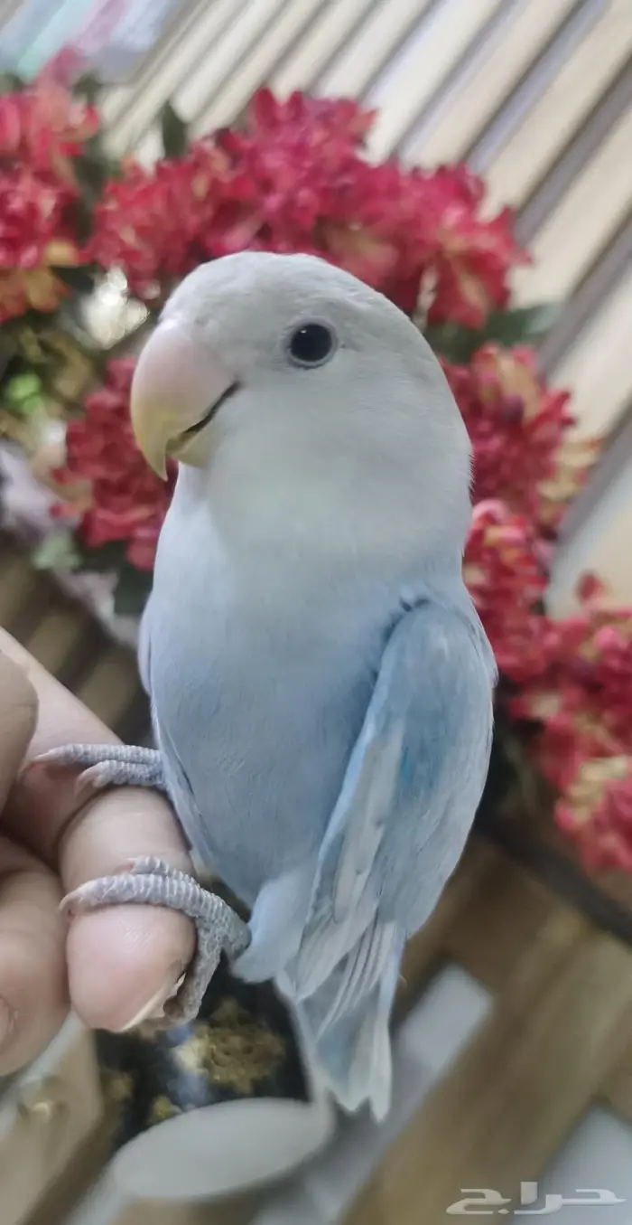 للبيع ببغاء الروز اليف جدأ 0