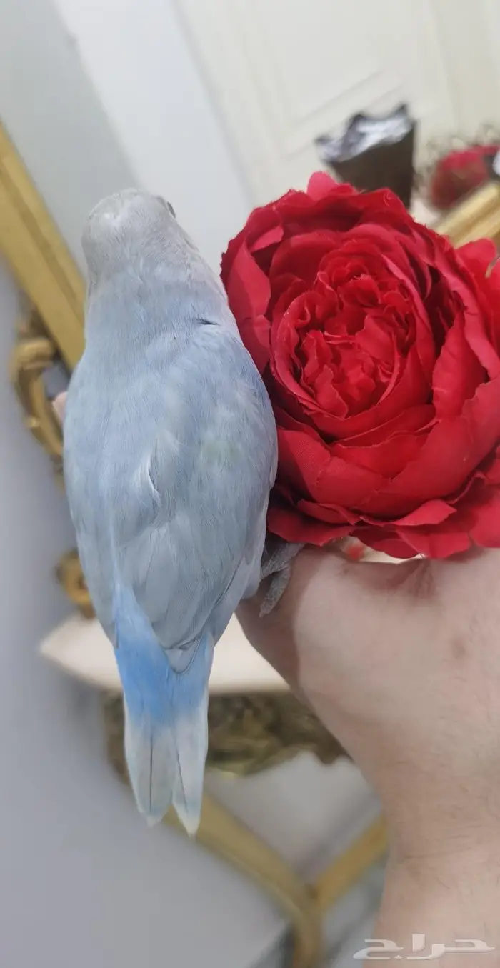 للبيع ببغاء الروز اليف جدأ 13