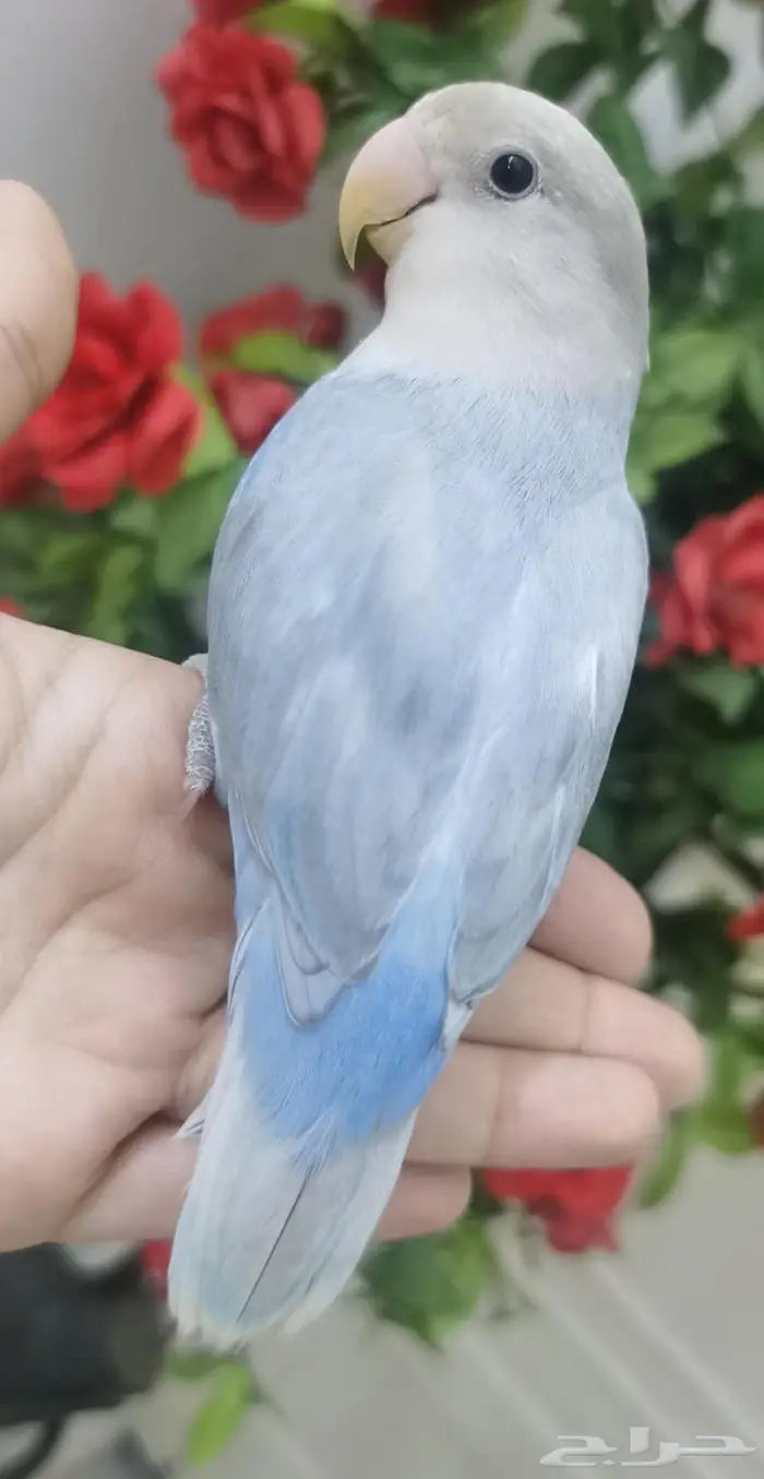 للبيع ببغاء الروز اليف جدأ 15