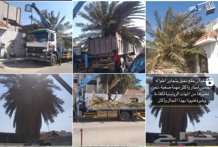 وصلتنا تشكيلة جديدة من النباتات الداخلية والخارجية 2