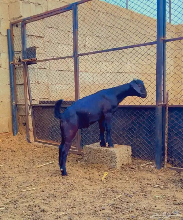 كلهاري اسود تم البيع 1